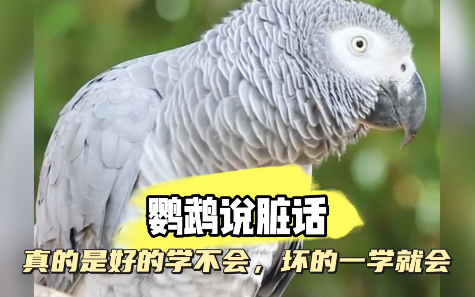 ‌【素质危机】德国鹦鹉骂街成瘾！园方重金聘请“鸟类脏话矫正师”