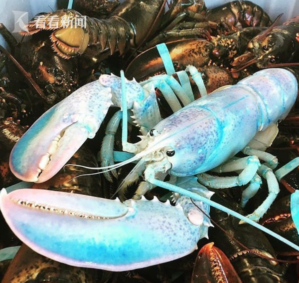 【奇迹蓝龙虾】加拿大渔民意外捕获"海洋极光"，科学家：这是活体环保教科书