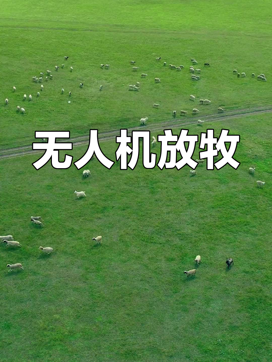 《荷兰农民解锁放牧新姿势：无人机当"电子牧羊犬"，网友：这波操作赢麻了！》