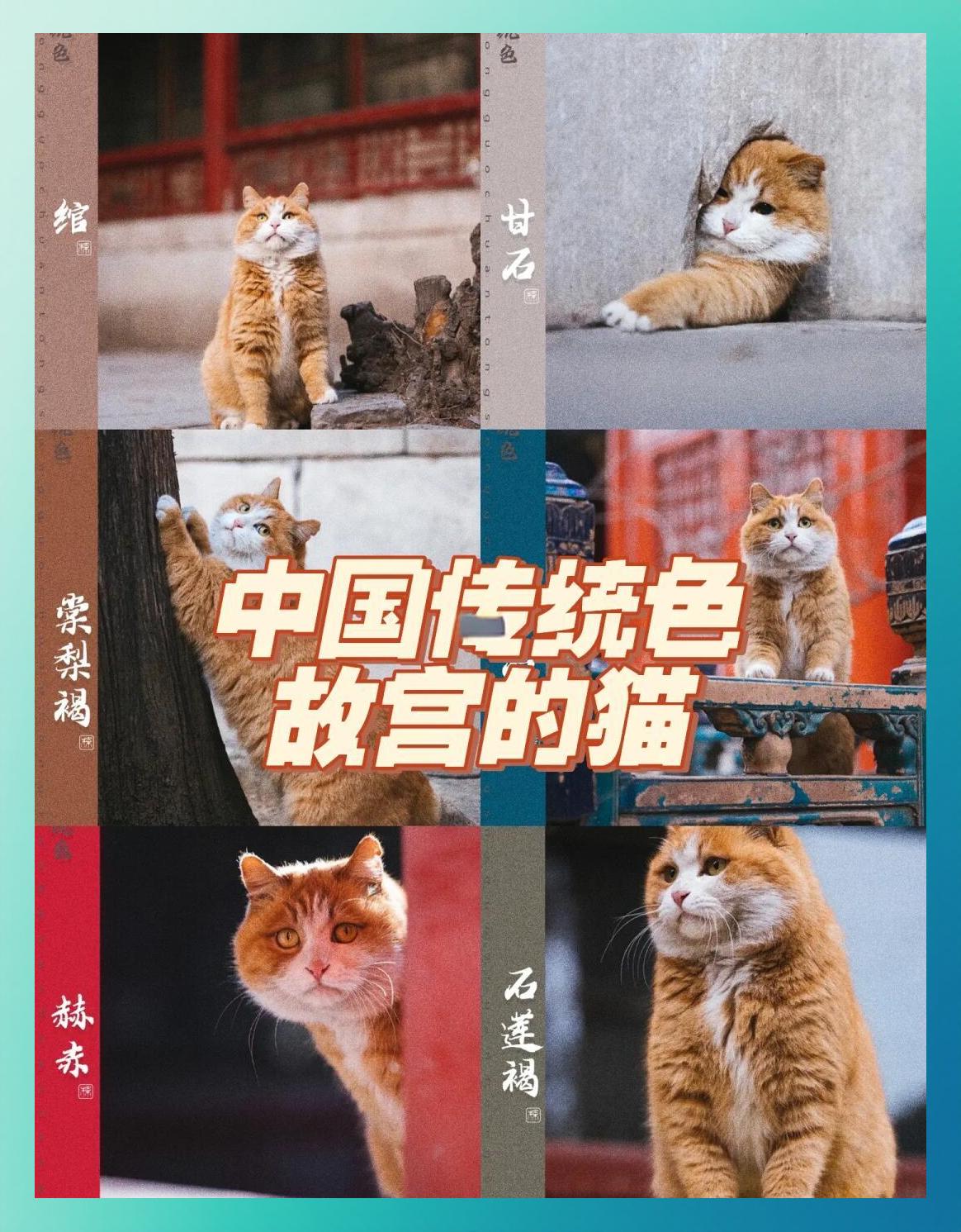 故宫"御喵天团"直播首秀创纪录：200年皇室血统碾压李佳琦