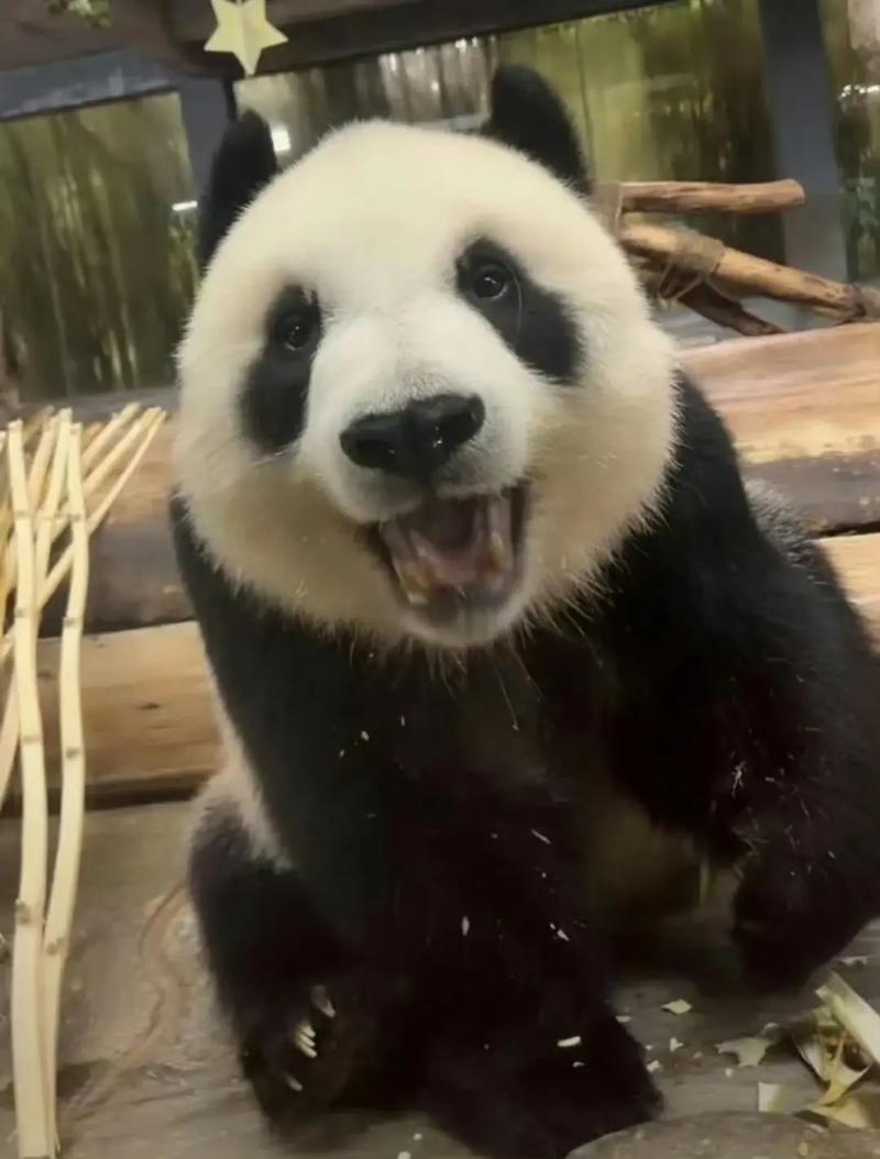 "姐就是女王！"熊猫届霸总诞生：妹妹啃空气时，姐姐已靠抢笋登上"熊生巅峰"
