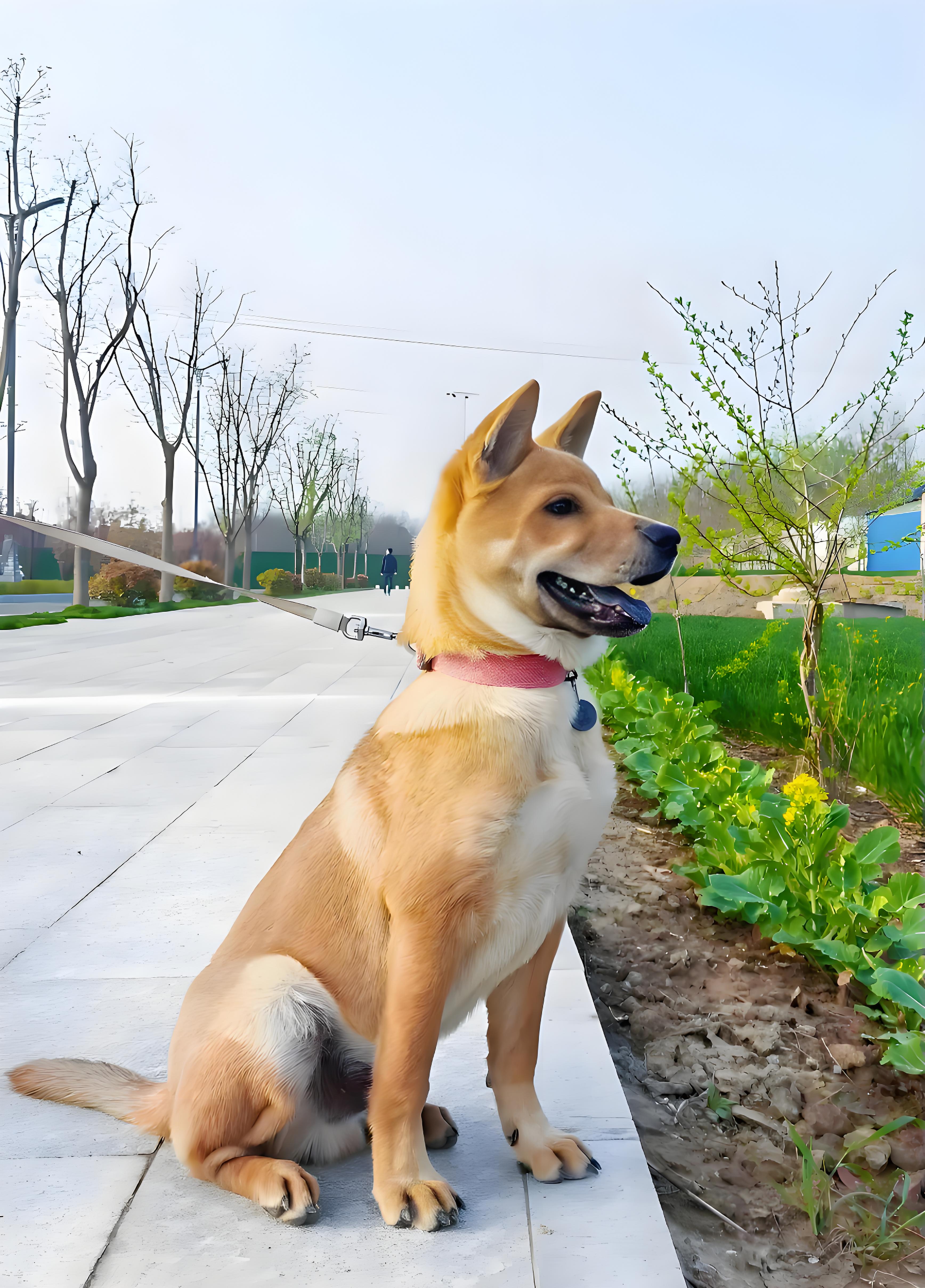 千年"国犬"陷禁养风波 政策松绑背后的治理智慧转型