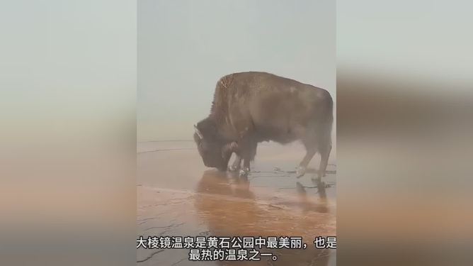 女子拍到野牛跌入温泉被活煮，仅剩骨架漂浮‌ 