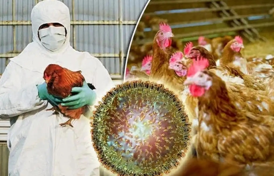 国家疾控中心最新通报：H5N8禽流感变异株监测显示跨物种传播风险加剧