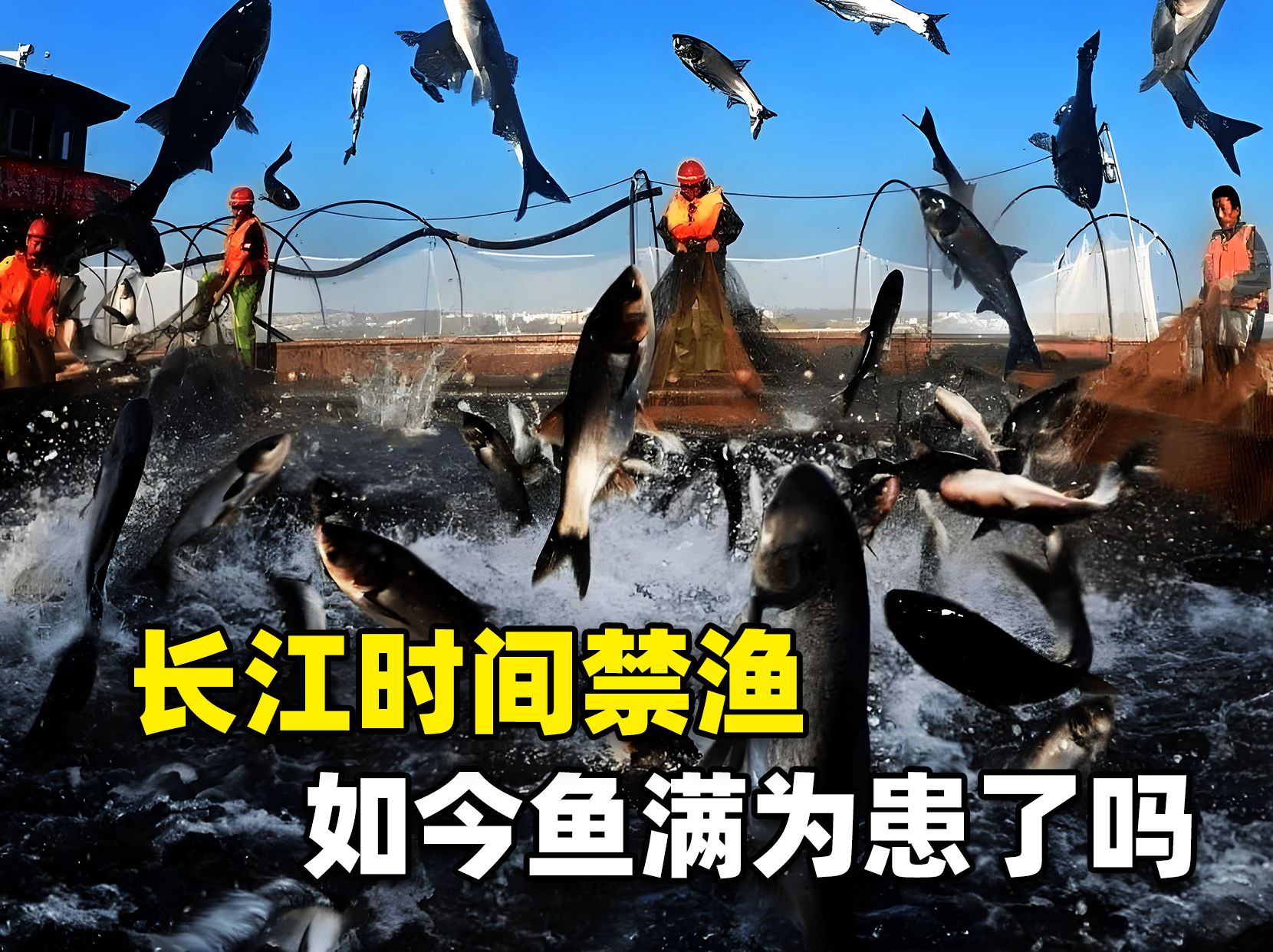 【长江生态启示录】禁渔五年见证"水中大熊猫"归来！这份中期成绩单让联合国点赞
