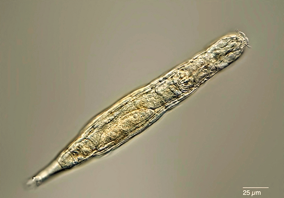 冰封2.4万年的生命奇迹：科学家复活正在进食的史前微生物