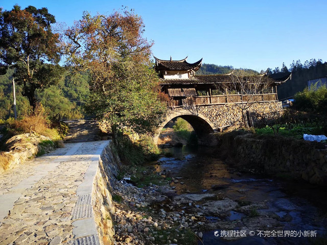 云南发现"长生茶"树种，百岁老人聚集村秘密揭晓