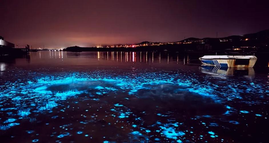 【加州荧光海浪惊现人脸图案：浮游生物集群智能假说引争议】