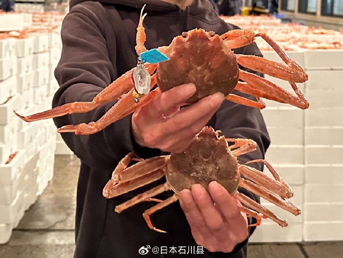 【日本金泽】冬季限定"加能蟹"拍卖价破百万日元 百年老铺秘制味噌冻技法首公开 