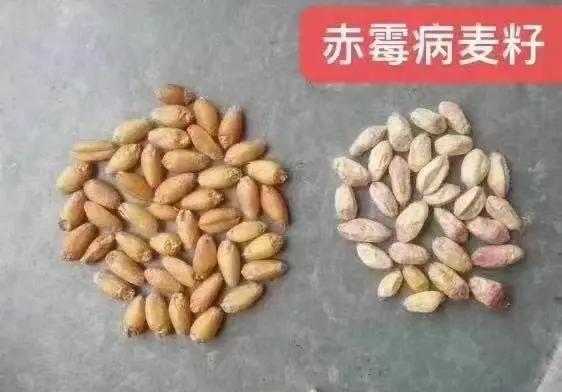 《中国农大团队破解小麦赤霉病基因密码，增产30%》
