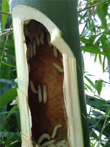 云南农大“昆虫料理课”学生试吃竹虫表情包走红